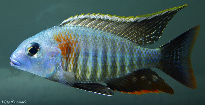 Lethrinops sp. 'mbasi'